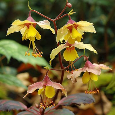 Understanding Epimedium: The Amazing Anti-Aging Benefits of the Herb Called Bishop's Hat about Stem Cell Restore