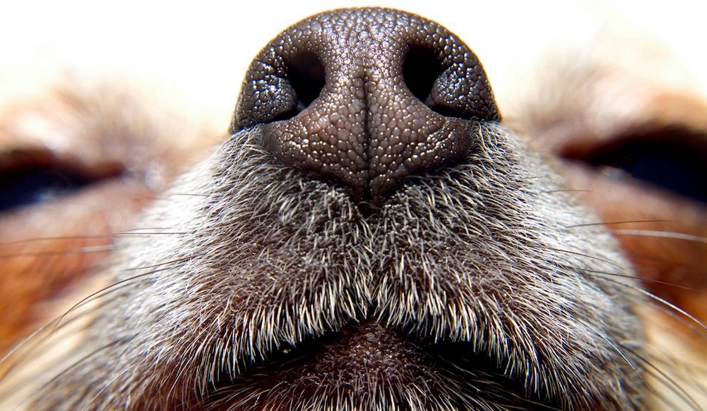 Why Dogs Can Detect Cancer So Accurately about false