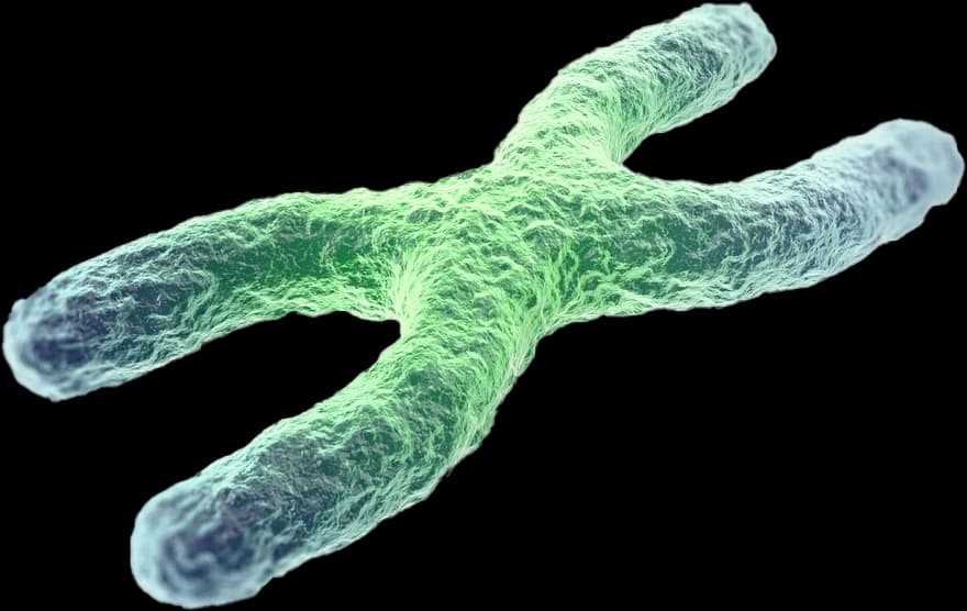 Telomere