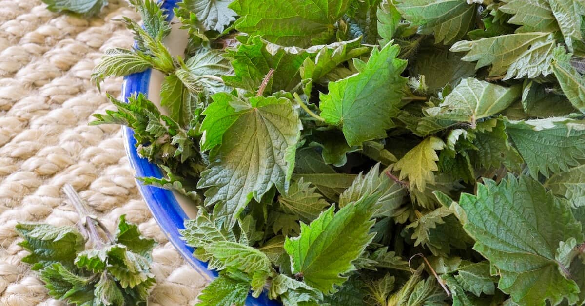 This Invasive Weed Stings Like a Jellyfish – But It has a Good Side about My Sinus Miracle
