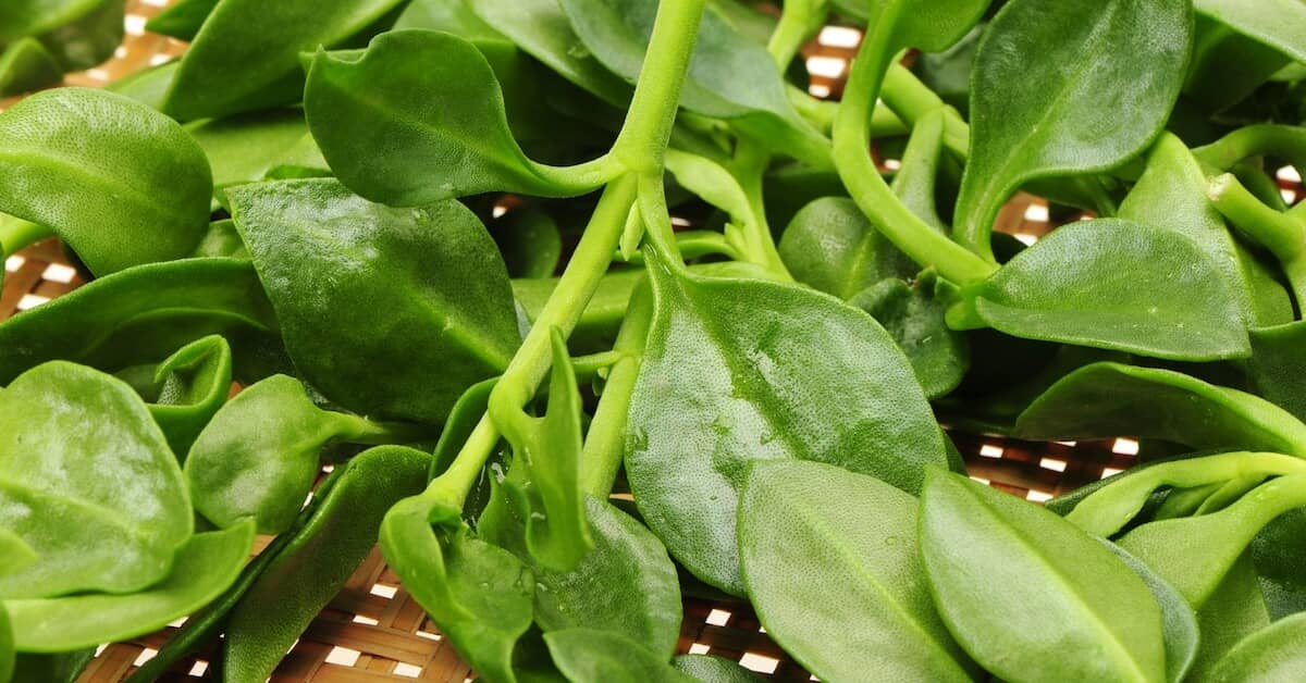 Physicians Test an Unorthodox Remedy for Colds and Flu about My Sinus Miracle