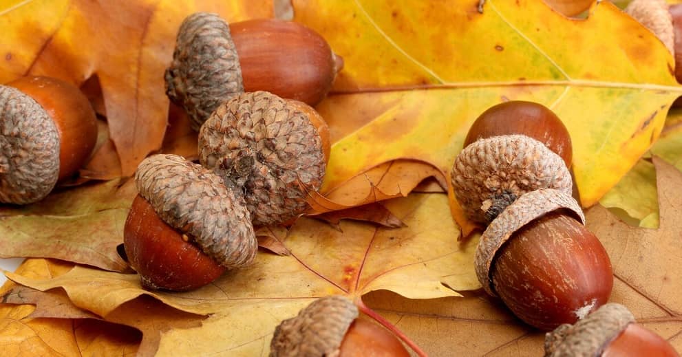 The Surprising Superfood in Your Own Backyard about false