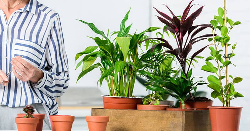 The Best Way To Purify Indoor Air about My Sinus Miracle