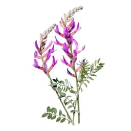 Ingredient Coenzyme Q 10 in Genesis