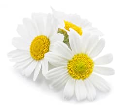Ingredient Chamomile Extract (flower) (1.2% Apigenin) in My Sleep Miracle