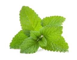 Ingredient Lemon Balm (Leaf & stem) EXT 4:1 (Melissa officinalis) in Vital Force