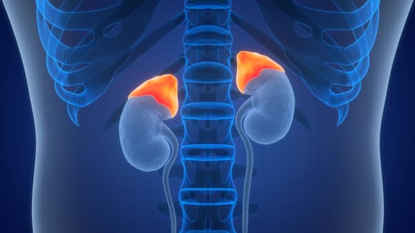 Adrenal Dysfunction May Be Behind Your Brain Fog about undefined