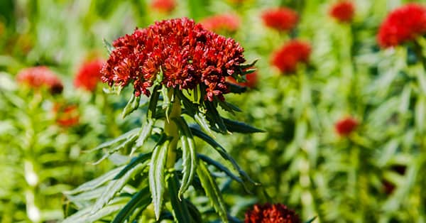 Ancient Herb Is Your Secret Weapon Against Aging about false