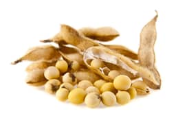 Ingredient Phosphatidylserine in Maximum Memory Support