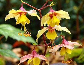 Understanding Epimedium: The Amazing Anti-Aging Benefits of the Herb Called Bishop's Hat
