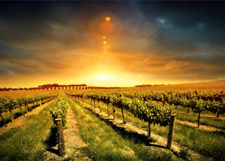 Resveratrol and Transresveratrol and a Longer Healthier Life
