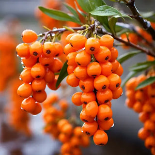 Unlocking The Anti-Aging Secrets of Sea Buckthorn Berry
