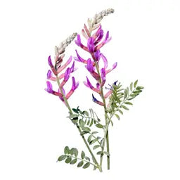 
Coenzyme Q 10

