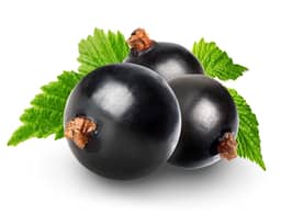 
Black Currant Fruit 

