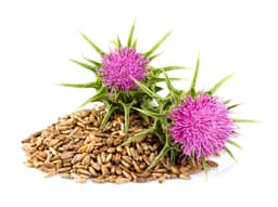 
Milk Thistle Seed

