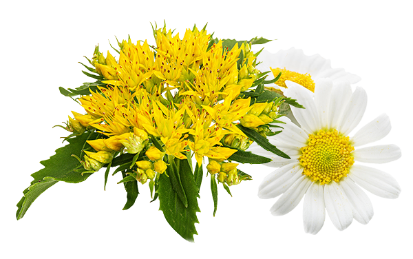 Chamomile and Rhodiola Rosea