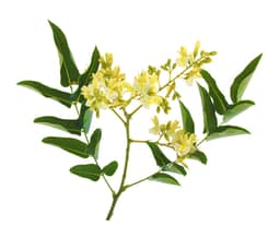 
Quercetin Dihydrate

