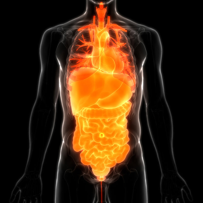 Human Digestive System