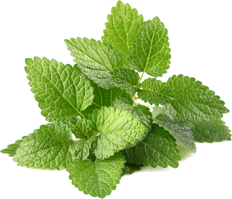 Lemon balm